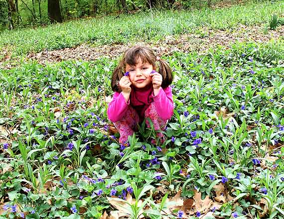 Violet in the Violets